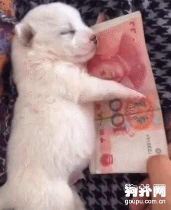 小奶狗緊抱鈔票不放，主人要哭了