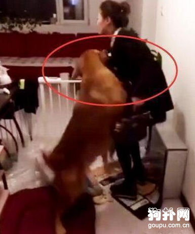狗狗靠氣味聞出三年未見的女主人，超感人