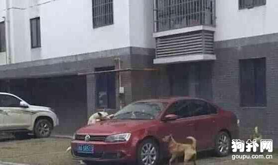 流浪狗也不是好欺負的，你踢我，我就帶上兄弟毀你車