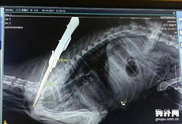 居然對流浪狗做出這種事兒，真不是人!