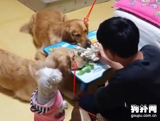 一到飯點，三只狗就趴守在飯桌旁，主人表示壓力好大！