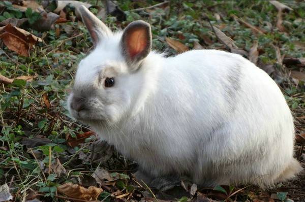 兔子的飼養方法