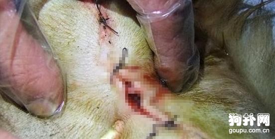 懷孕的狗狗莫名失蹤，回家后卻讓主人痛哭不已