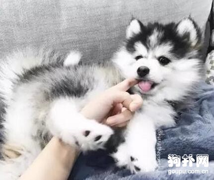 帶狗狗做檢查，它的表情真讓人尷尬