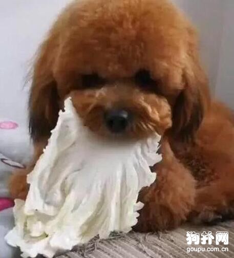 狗狗只愛吃蔬菜，肉肉都入不了它的眼，太好養了！