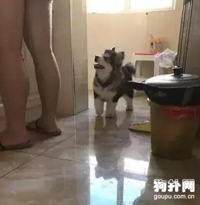 大狗狗賴在廚房不走，主人連拖帶拽推不動，吃成這樣也是服了