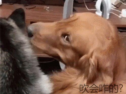 主人嫌熱打開風扇，剛坐下準備享受，回頭一看扎心了!