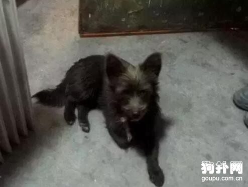 寒冷的冬夜，流浪狗組隊來我房間過夜，不怕人了嗎？