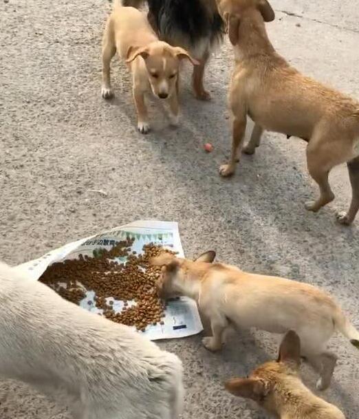 好心人送來狗糧，流浪狗卻遲遲不敢吃，這一幕讓人深思！