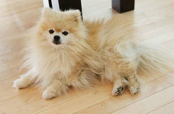 狗狗拉黑色便便正常嗎