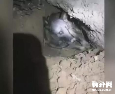 狗狗得知自己即將死去，竟然離家出走了，這是為何？