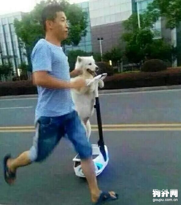 讓狗狗獨自騎平衡車？真是活久見啊