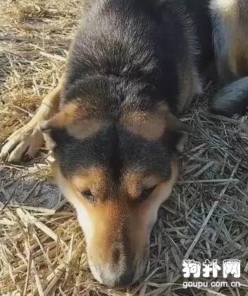 狗狗被栓養長達10年，鐵鏈被解開的瞬間淚流不止