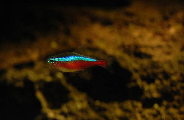 紅綠燈魚死亡前兆