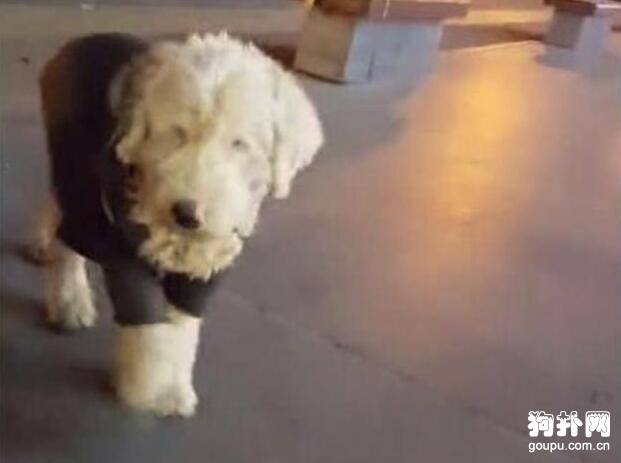 帶狗狗街頭賣藝被愛狗人士狂噴，到底有什么問題？