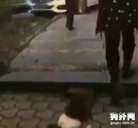 和朋友打賭測試狗狗的忠誠度，狗狗的表現沒讓人失望