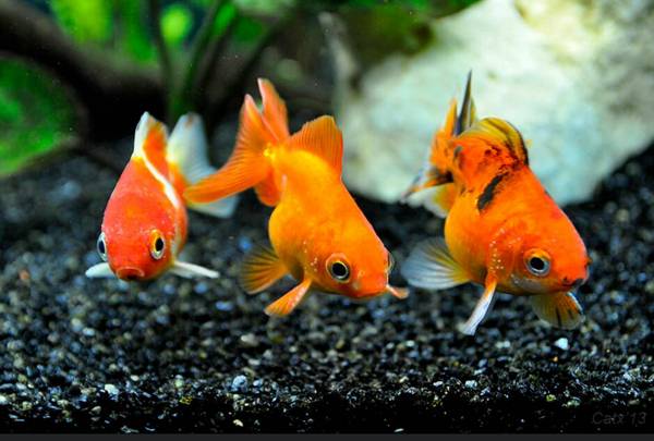 金魚和熱帶魚能混養嗎