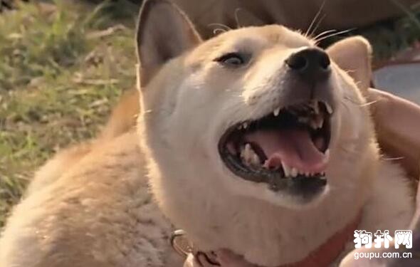 主人無奈留下愛犬，<a href=/zhonglei/gou/ target=_blank class=infotextkey>狗</a>狗猛追無果，最后卻連家都回不了
