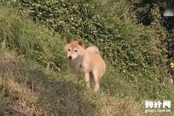 主人無奈留下愛犬，狗狗猛追無果，最后卻連家都回不了