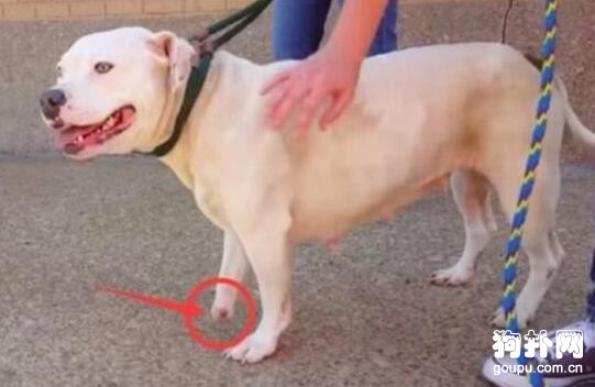狗狗被鐵鏈綁了數年，為了求生咬斷了自己的前肢