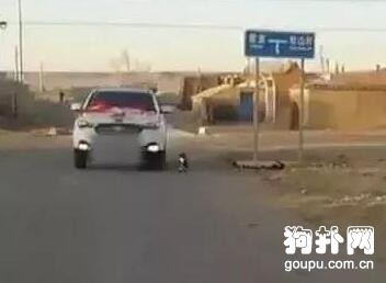 女主人要出嫁了，狗狗舍不得主人、緊追婚車不放，好感動！