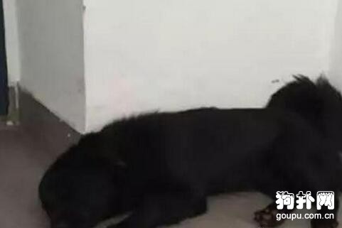 狗狗病重因治療費不夠而去逝，主人和醫院開撕了