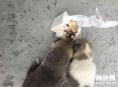 半路被兩只小奶狗“打劫”，吃干抹凈還賴上我了