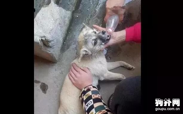 狗狗中毒倒地，主人堅持施救，靠灌水催吐救活了它