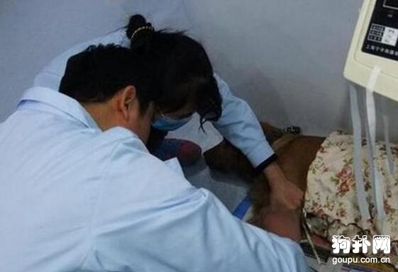 母狗被剖腹偷子，強忍痛楚逃回家，只為見主人最后一面