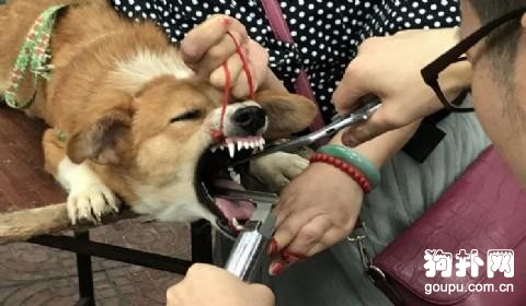 只因狗狗愛叫，竟然殘忍切除它的聲帶