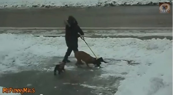 主人忙著鏟雪，超萌汪星人也來湊熱鬧