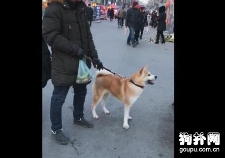 寵主在狗肉鋪對自家狗狗說：“以后不聽話，就送來燉了吃肉！”