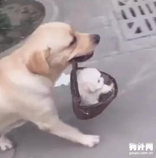 狗媽媽叼著籃子健步如飛，關鍵是籃子里還有小奶狗啊！