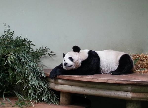 中國一級保護動物名單