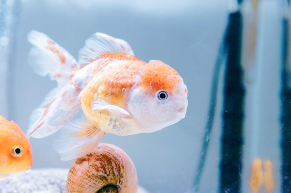 金魚幾天換一次水
