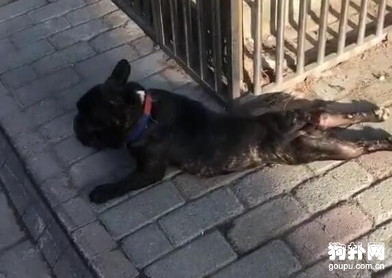 狗狗裝殘疾騙雞腿吃，被同伴無情揭穿后落荒而逃
