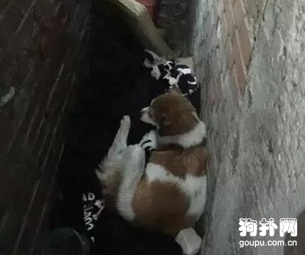 小奶狗一只接一只被凍死，狗媽媽忍痛將孩子送人，心酸
