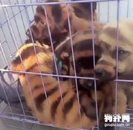 狗販將土狗染色冒充老虎狗，太缺德了