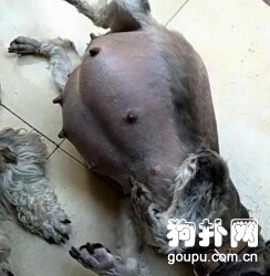 孕犬肚大如蘿嚇壞主人，醫生一句話卻讓他開心不已