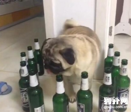 狗狗被一圈啤酒瓶給堵了，誰想的損招？！