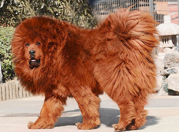 大型犬有哪些