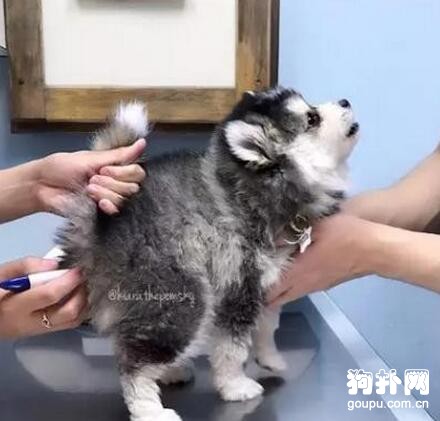 帶狗狗做檢查，它的表情真讓人尷尬