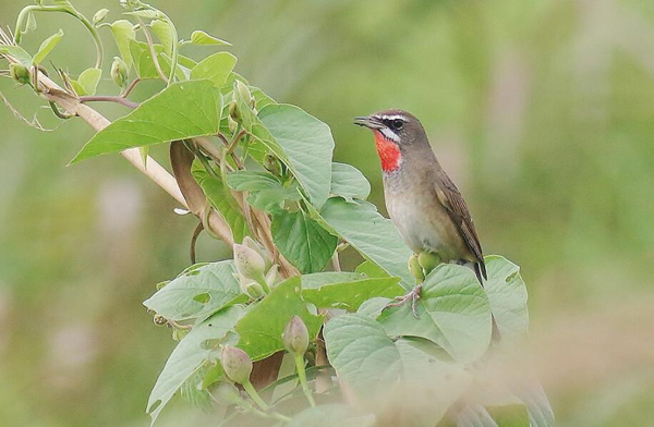 紅點頦鳥品相介紹
