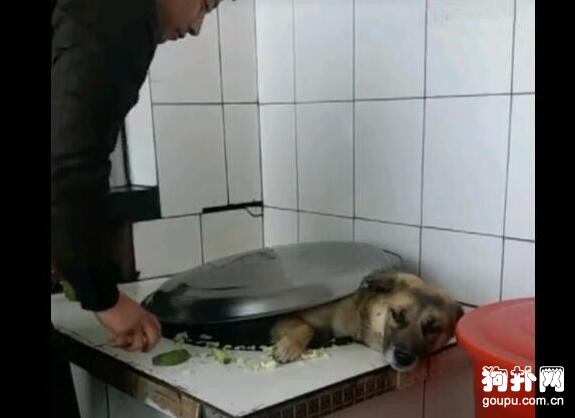主人把狗狗丟進大鐵鍋，是燉還是煮？這是個問題