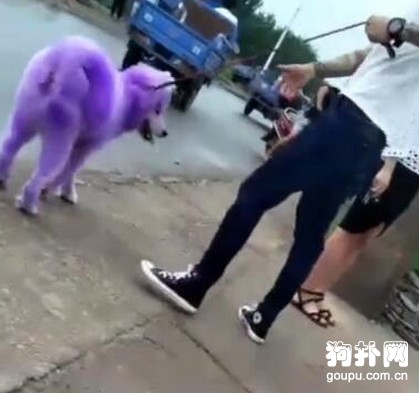 狗狗這么小就給它染色，真的沒問題嗎？