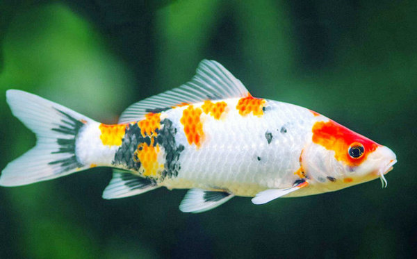 魚的寓意和象征