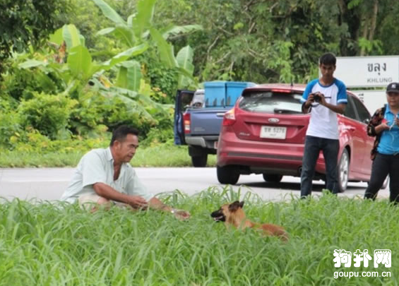 狗狗長期蹲守在路邊，癡等主人