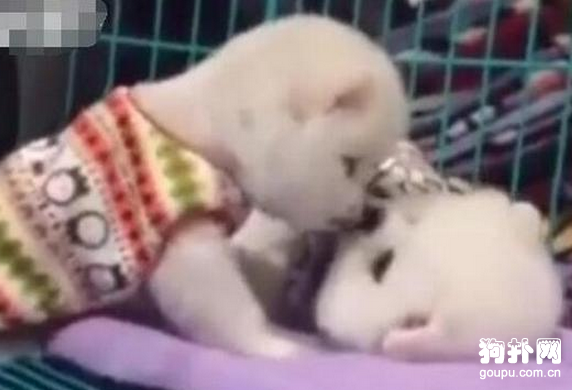 狗狗婚前婚后態度大變，這是和主人學的嗎？