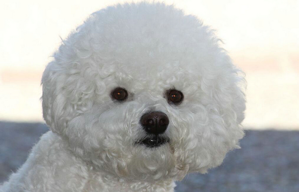 比熊犬怎么訓練