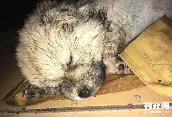 小奶狗患犬瘟被主人丟棄，網友表示：你要扔我偏要救